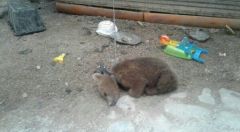 Природоохранной прокуратурой РА проводится проверка по заявлениям граждан о жестоком обращении с животным